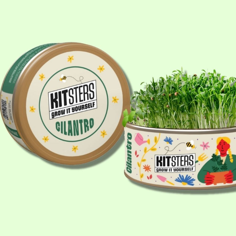 Grow in a can : Cilantro