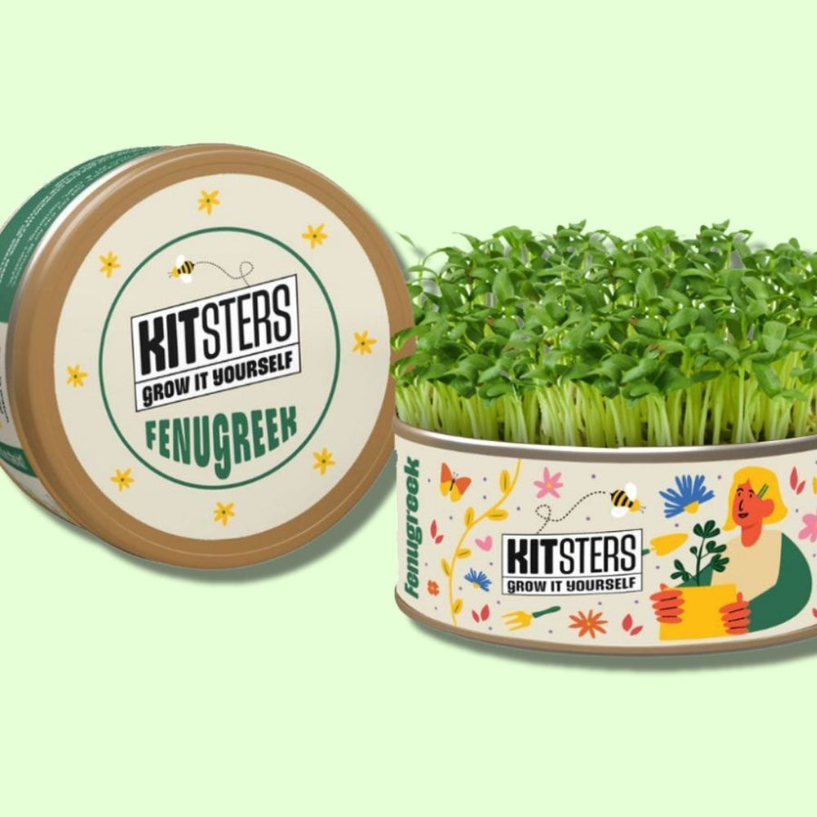 Grow in a can : Fenugreek