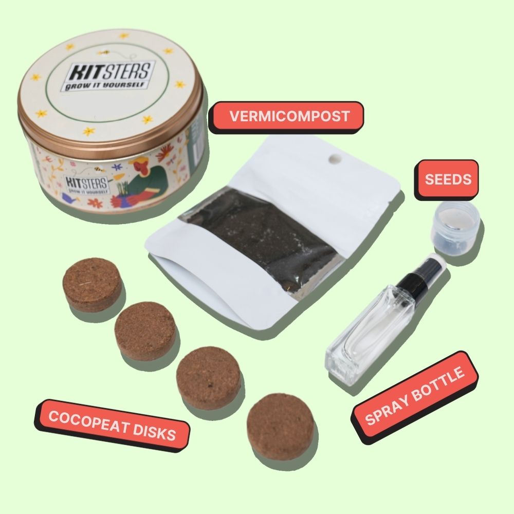 Grow in a can : Oregano