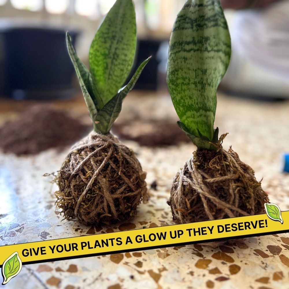 DIY Japanese Kokedama Kit