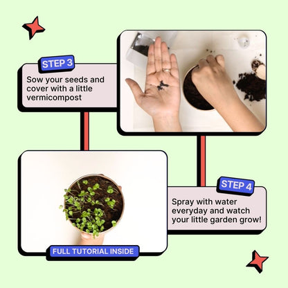 Grow in a can : Oregano