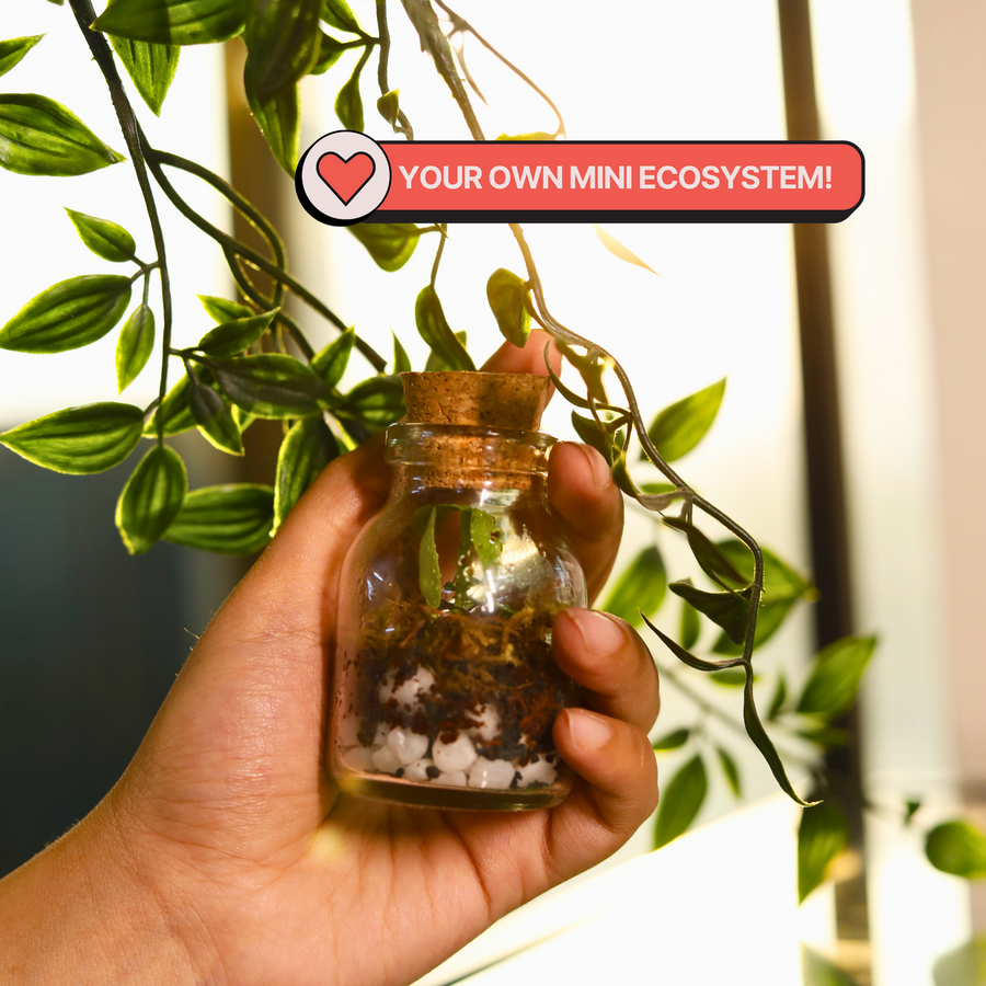 COMBO: DIY Mini Terrarium Kit & DIY Japanese Kokedama Kit