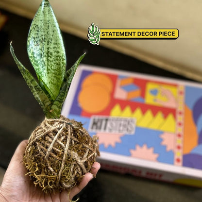 DIY Japanese Kokedama Kit