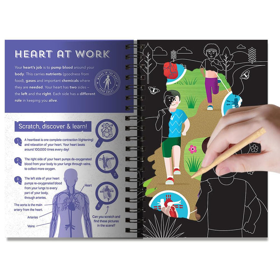 Human Body - Scratch, Discover & Learn | 7 Years+