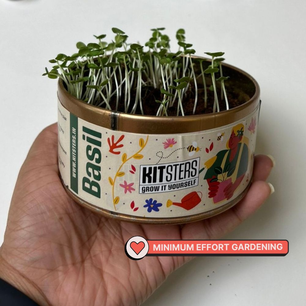Grow in a can : Cilantro