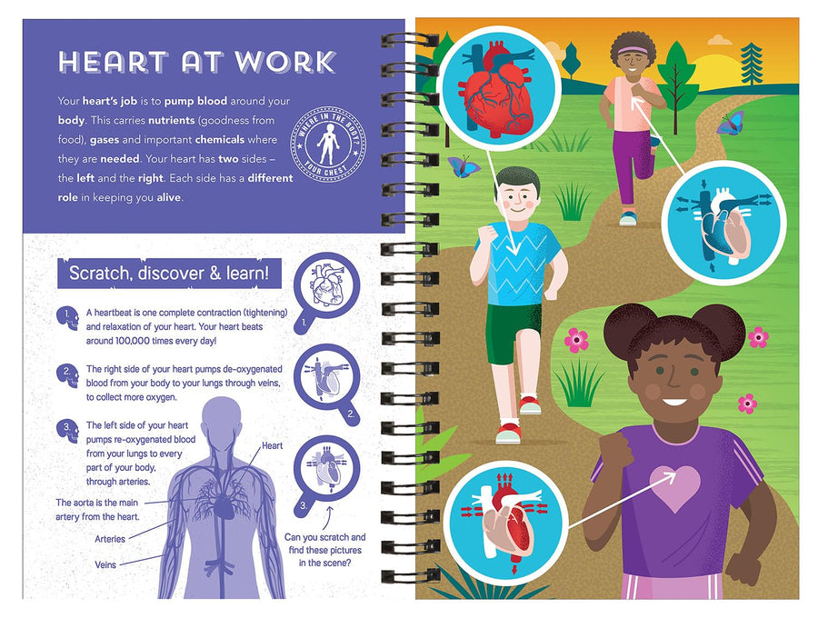 Human Body - Scratch, Discover & Learn | 7 Years+