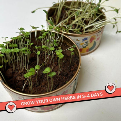 Grow in a can : Cilantro