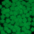 Stikeeze Glow in the Dark Confetti  | Blue Flowers | 3 gms | For Crafts, Slime & Resin Art