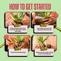 COMBO: DIY Mini Terrarium Kit & DIY Japanese Kokedama Kit