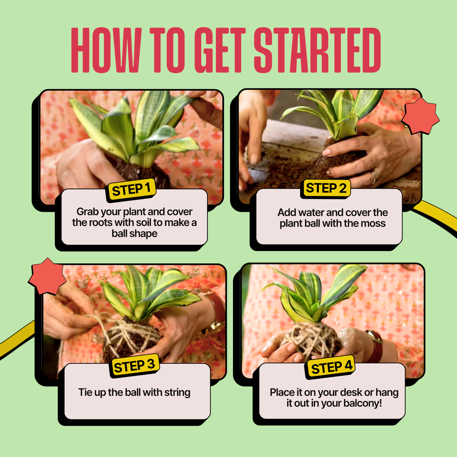 COMBO: DIY Mini Terrarium Kit & DIY Japanese Kokedama Kit