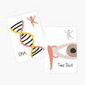 Fact & Flash Cards - Inside My Body