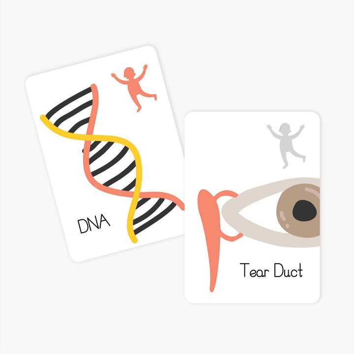 Fact & Flash Cards - Inside My Body
