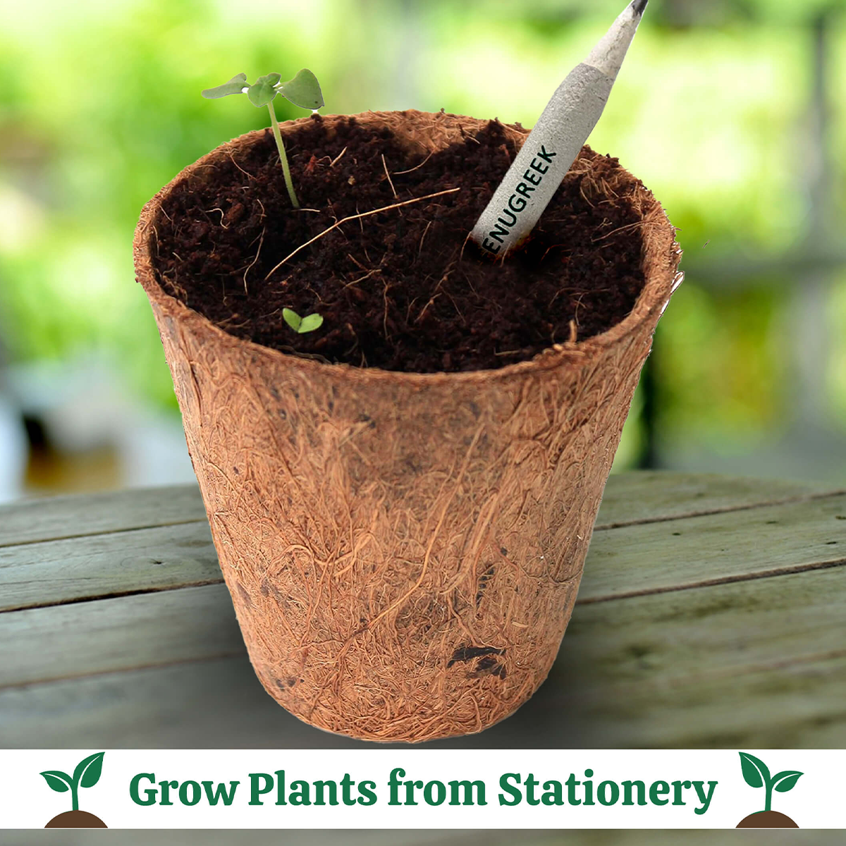 Plantable Stationery - Cactus