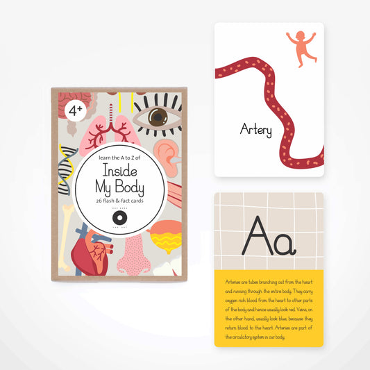 Fact & Flash Cards - Inside My Body